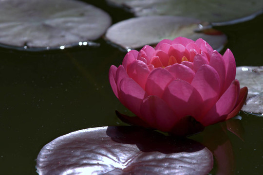 Waterlily（Nymphaea）