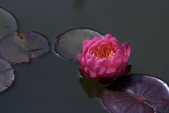 Waterlily（Nymphaea）
