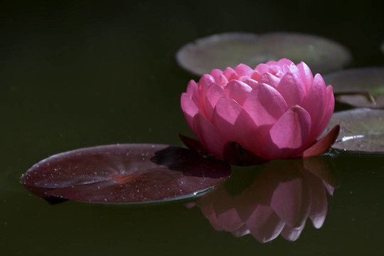 Waterlily（Nymphaea）