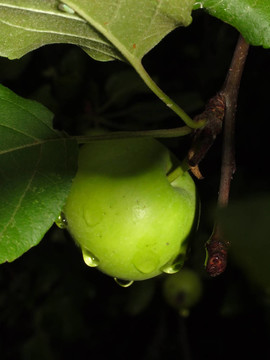 蘋(píng)果樹(shù)