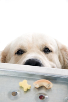 黃金獵犬冒充工作室。
