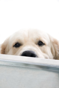 黃金獵犬冒充工作室