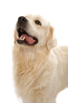 黃金獵犬冒充工作室。