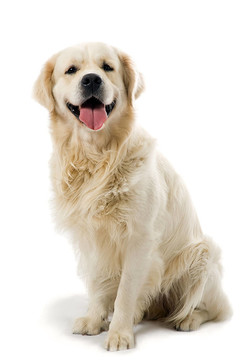 黃金獵犬冒充工作室。