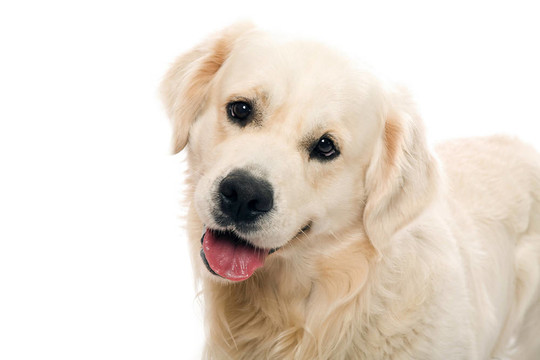 黃金獵犬冒充工作室。
