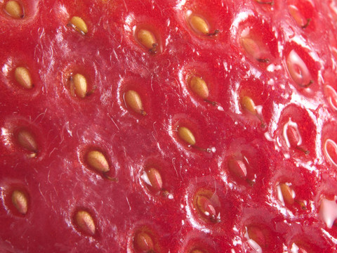 strawberrry種子