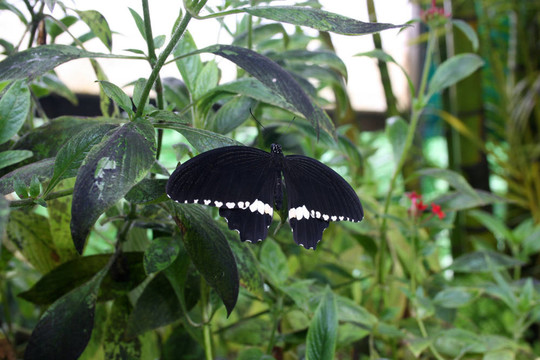 黑蝴蝶