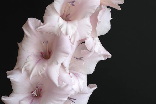 唐菖蒲