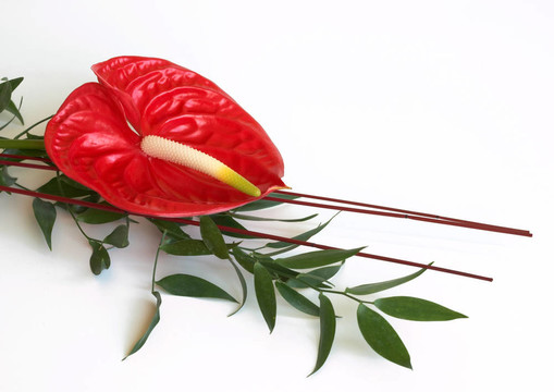 紅掌花；火鶴花