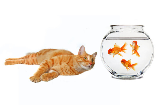 看著一只金魚