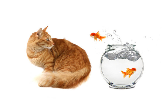 看著一只金魚從水里跳了出來