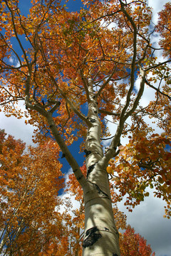 紅楊（Populus tremuloides）