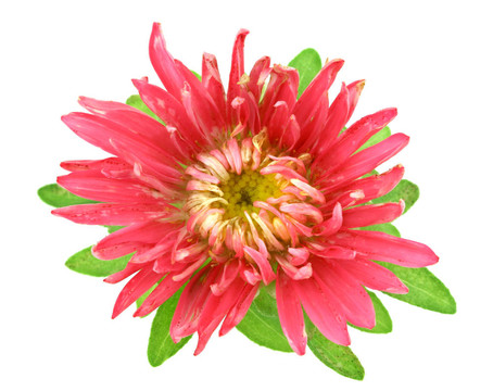 紫菀花