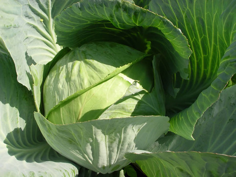白菜園