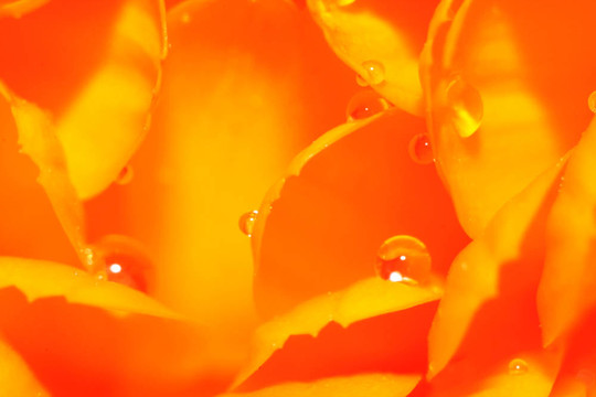 Gerber daisy水滴