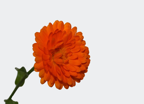 Gerber daisy在白