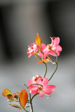 粉紅色的花