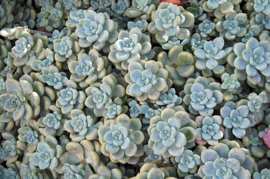肉質(zhì)植物群