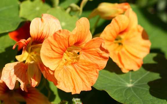 nasturtian花