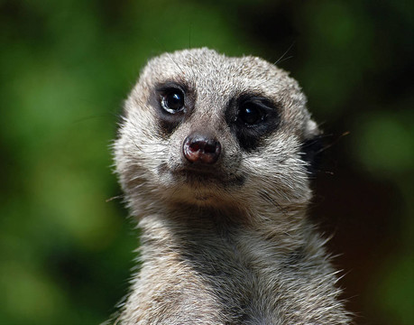 海島貓鼬（項(xiàng)目Suricata suricatta）