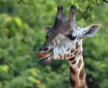 Giraffe（長頸鹿）