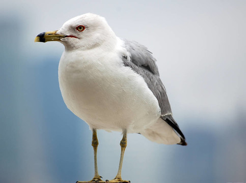 走海鷗