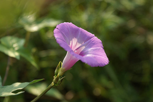 紫色的牽牛花