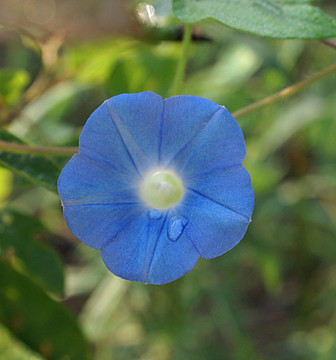 藍(lán)色的牽牛花