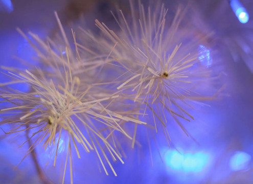 火災(zāi)毛皮樹