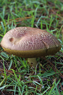 磚蓋菇