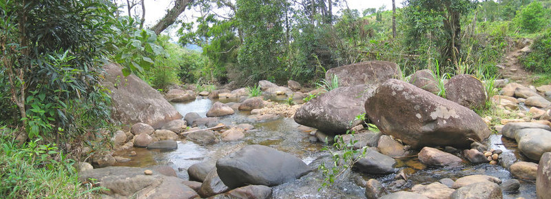 在叢林的熱帶河流；安達帕；馬洛杰基公園；馬達加斯加；Panoramique
