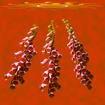 熱的花