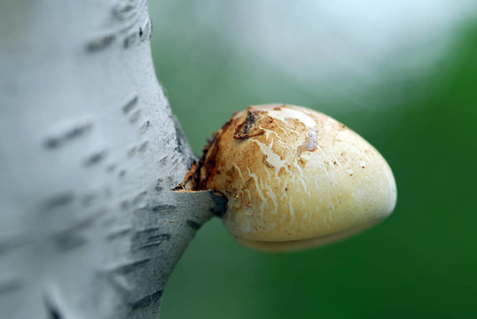 蘑菇樹(shù)