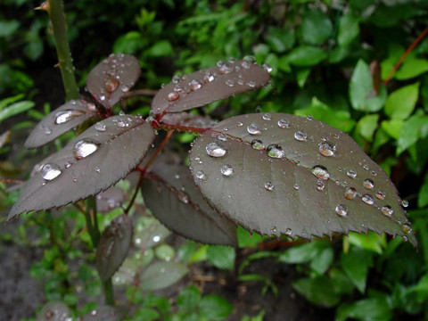 雨后的玫瑰葉