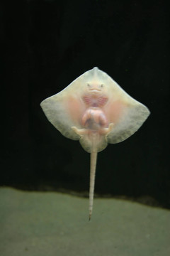 ray2