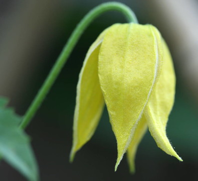 黃花鐵線蓮