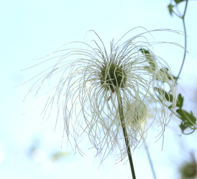 鐵線蓮種子頭