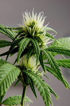 大麻的花