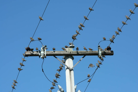 電線桿上的鳥