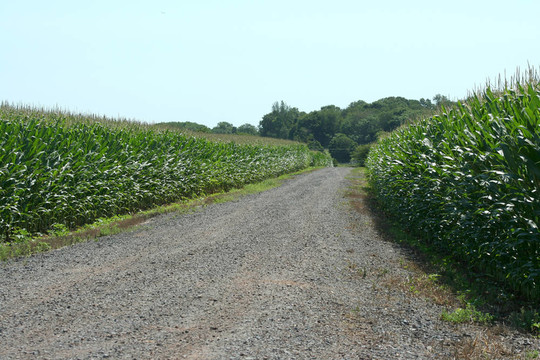 農(nóng)村公路穿過麥田