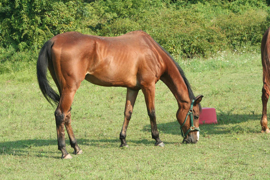 棕色的馬