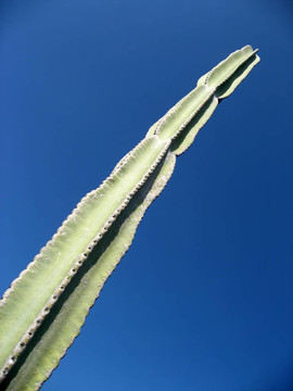 仙人掌