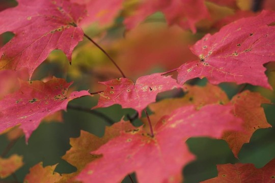 鮮艷的紅色楓葉