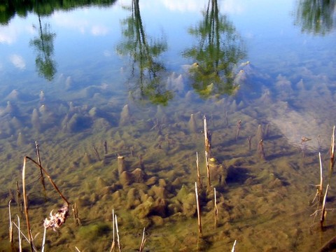 pondscum思考