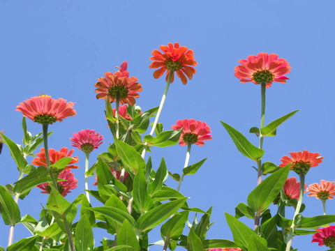 美麗的Garden Flowers