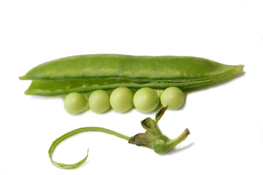 豌豆.靜物