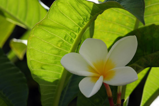 素馨花