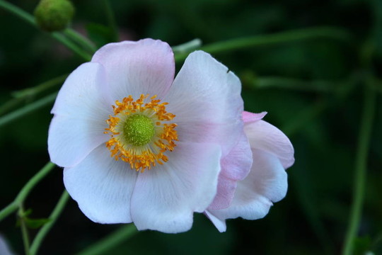 日本銀蓮花