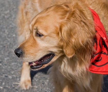 金毛獵犬