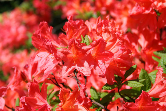 杜鵑花杜鵑